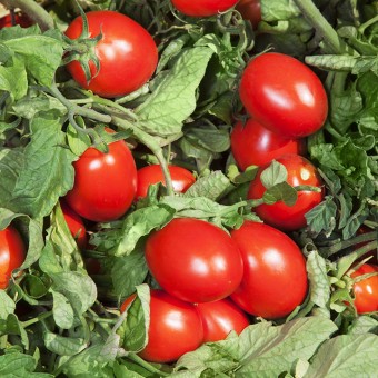 ТОМАТ ДЕТЕРМИНАНТНЫЙ  ДЕРИКА F1