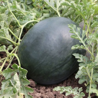 Арбуз KS 160 F1 