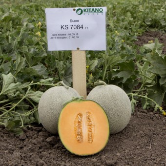 Дыня KS 7084 F1