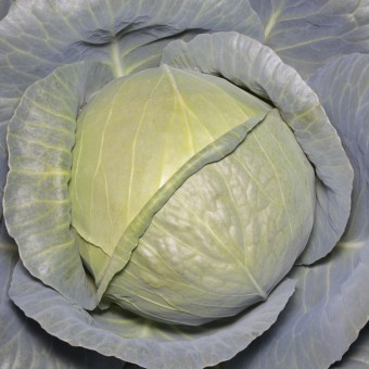 Капуста Белокочанная KS 15 F1