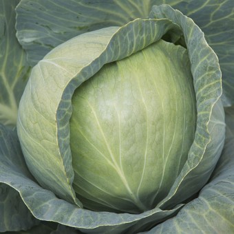 Капуста Белокочанная KS 29 F1