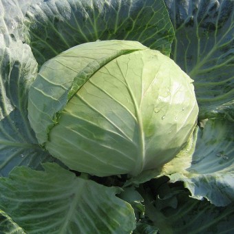 Капуста Белокочанная НАОМИ F1