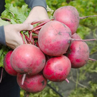 Редис Дайкон KS 2078 F1