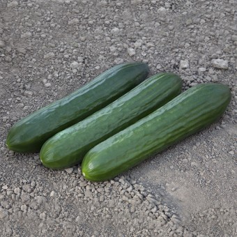 ОГУРЕЦ ГЛАДКОПЛОДНЫЙ KS 930 F1