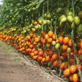 Томат Индетерминантный   KS 1430 F1