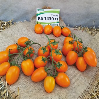 Томат Индетерминантный   KS 1430 F1