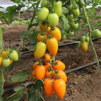 Томат Индетерминантный   KS 1430 F1