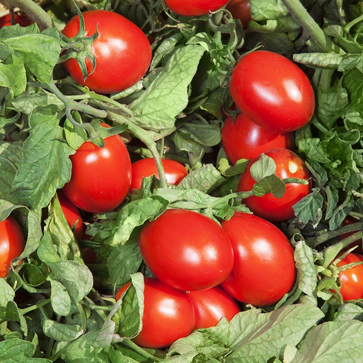 ТОМАТ ДЕТЕРМИНАНТНЫЙ  ДЕРИКА F1