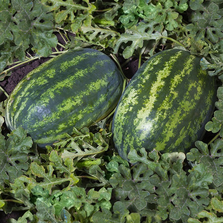 Арбуз ШЕЙНИ F1