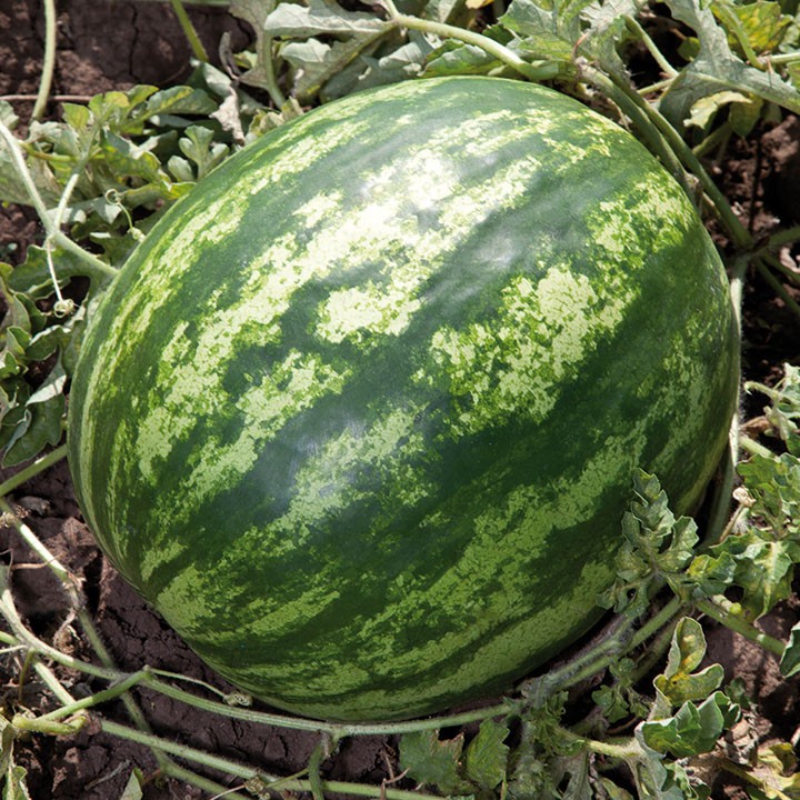 Арбуз KS 165 F1