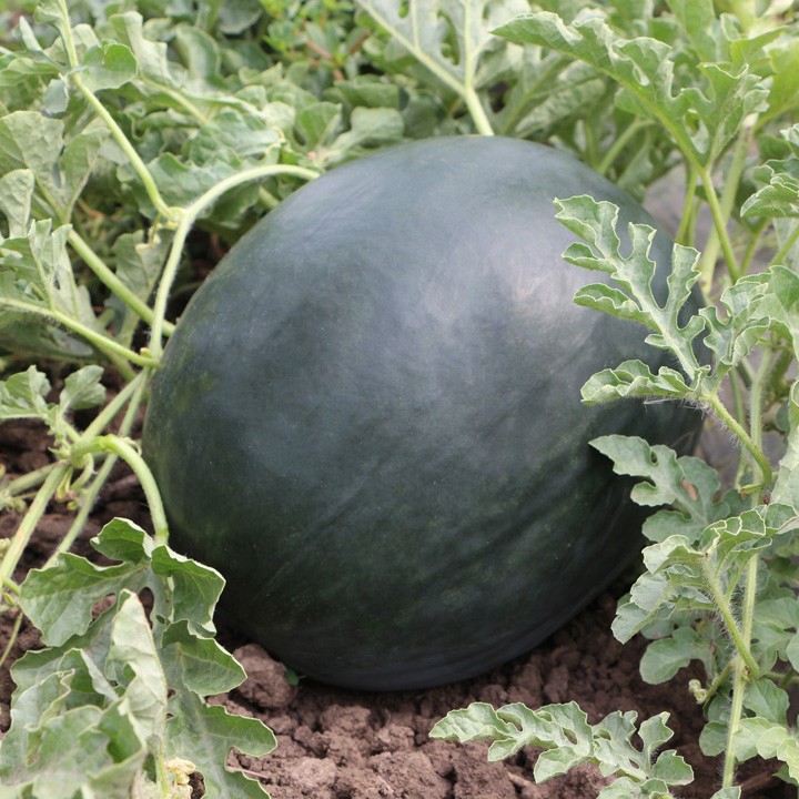 Арбуз KS 160 F1 