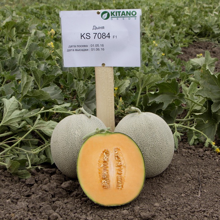 Дыня KS 7084 F1