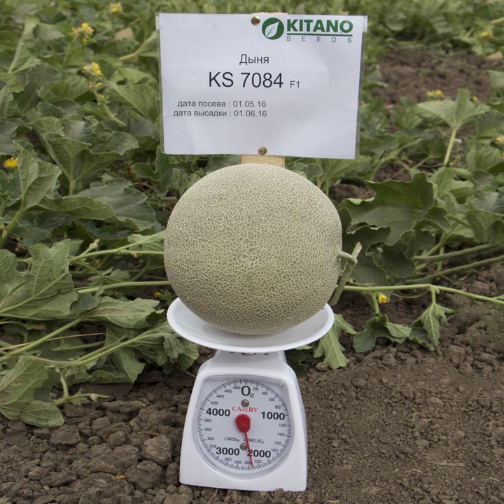 Дыня KS 7084 F1