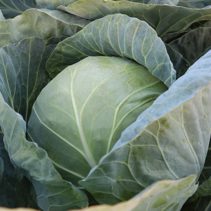 Капуста Белокочанная KS 15 F1