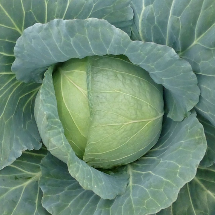 Капуста Белокочанная ХОНКА F1