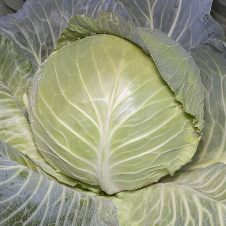 Капуста Белокочанная KS 29 F1