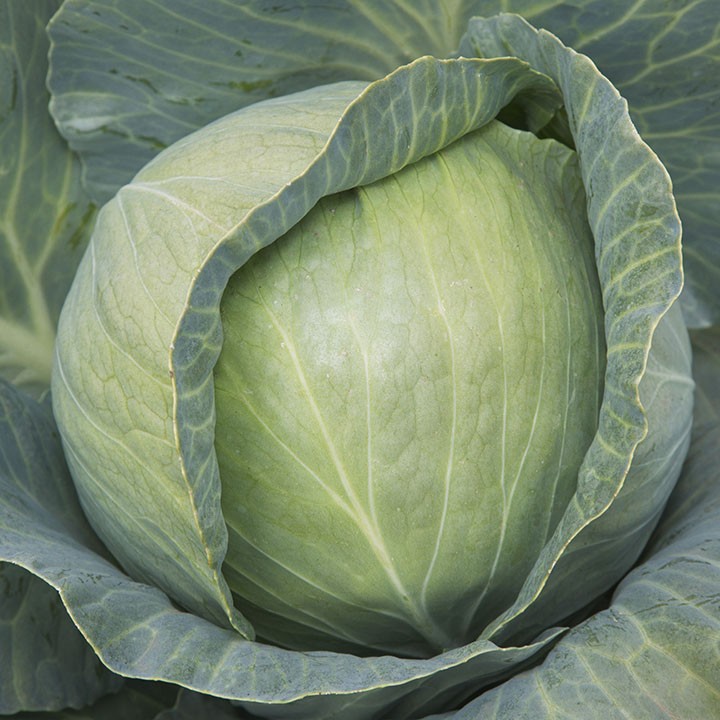 Капуста Белокочанная KS 29 F1