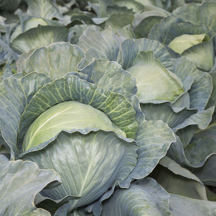 Капуста Белокочанная KS 29 F1