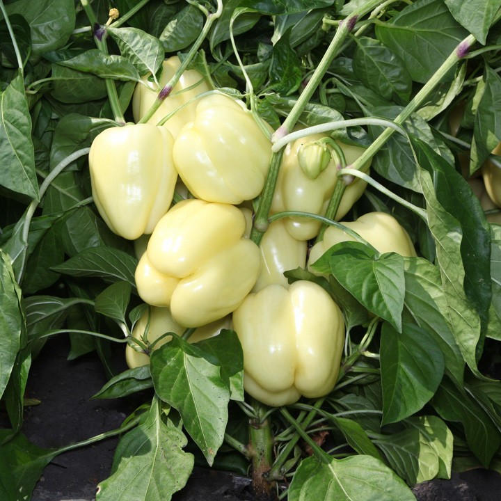 ПЕРЕЦ СЛАДКИЙ KS 3311 F1