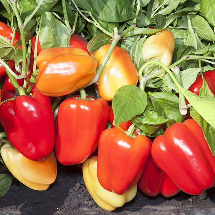 ПЕРЕЦ СЛАДКИЙ KS 3115 F1