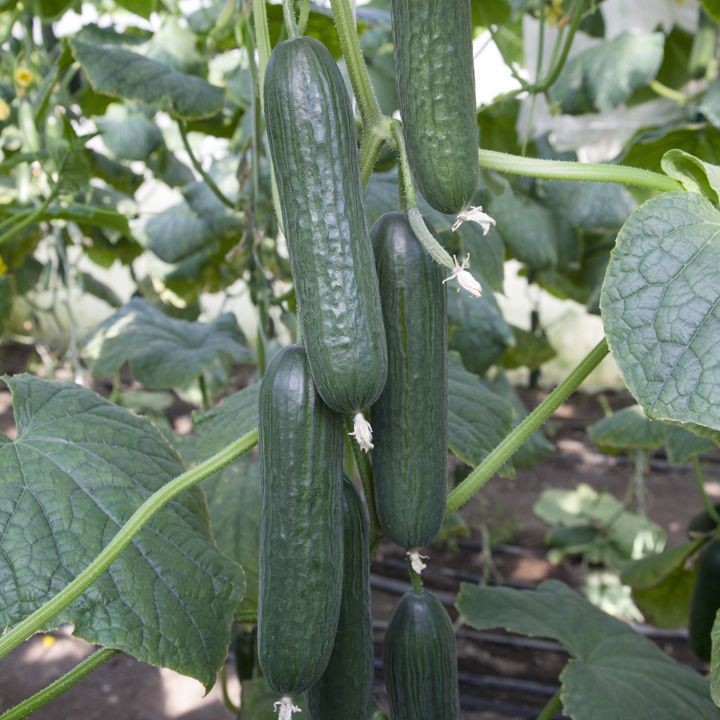 ОГУРЕЦ ГЛАДКОПЛОДНЫЙ KS 930 F1