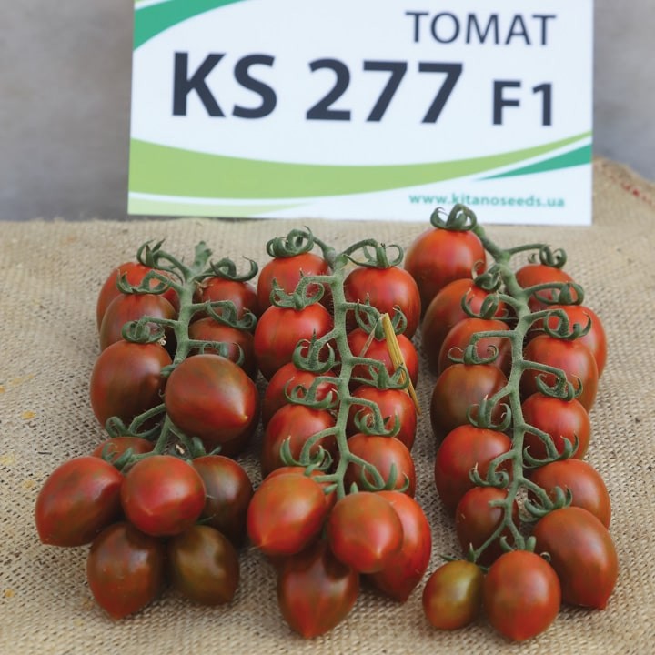 ТОМАТ ИНДЕТЕРМИНАНТНЫЙ ЧЕРРИ KS 277 F1
