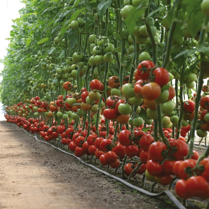 Томат Индетерминантный   KS 301  F1