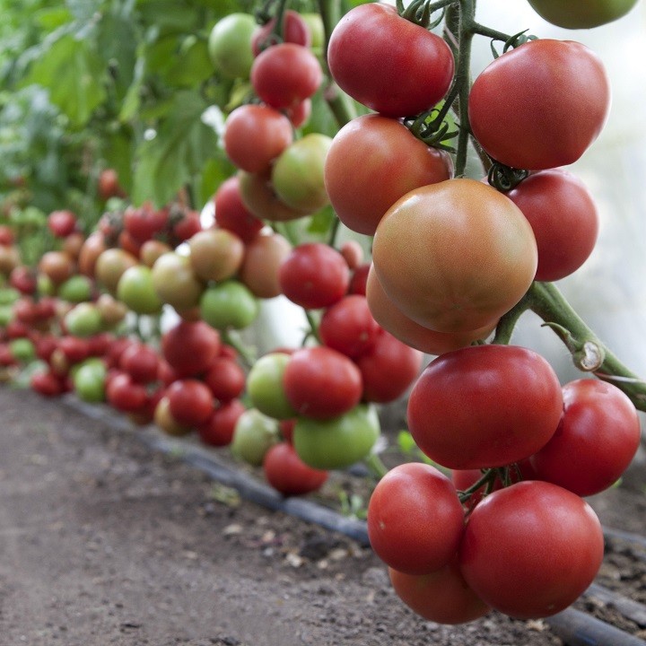 Томат Индетерминантный   KS 1157 F1