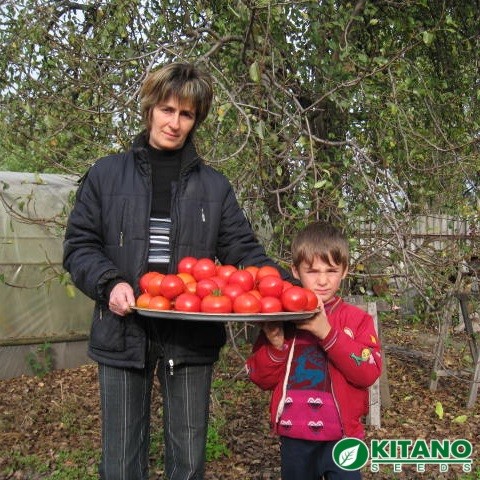 Последний урожай томата Хитомакс F1 в сезоне 2008 г. Днепропетровская обл., Верхнеднепровский р-он.