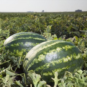 Арбуз НАЙСИ F1