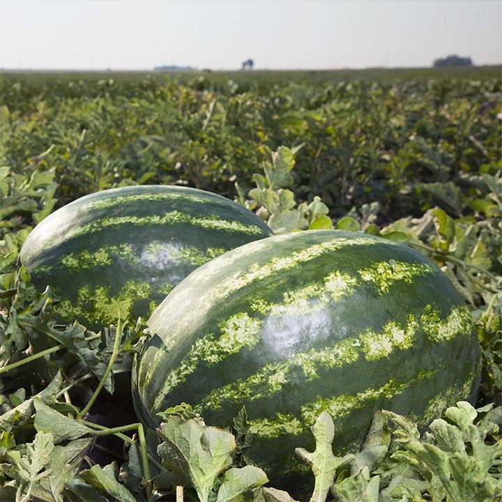 Арбуз НАЙСИ F1