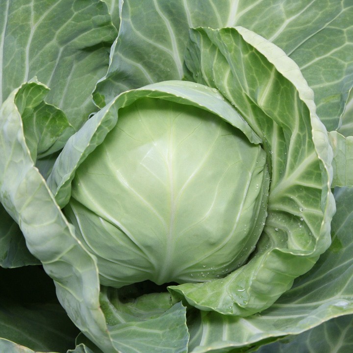 Капуста Белокочанная KS 1410 F1