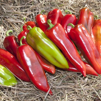 ПЕРЕЦ СЛАДКИЙ KS 2458 F1