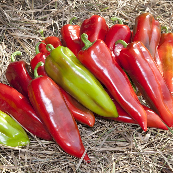 ПЕРЕЦ СЛАДКИЙ KS 2458 F1