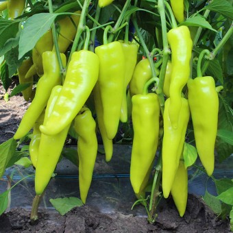 ПЕРЕЦ ГОРЬКИЙ КАМПАЙ F1