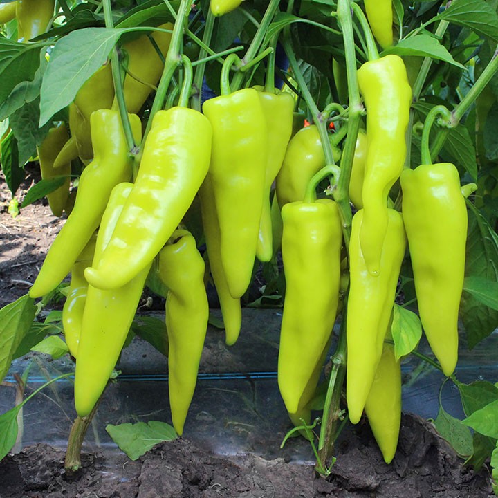 ПЕРЕЦ ГОРЬКИЙ КАМПАЙ F1