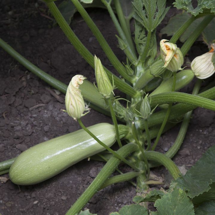 Кабачок KS 1241 F1