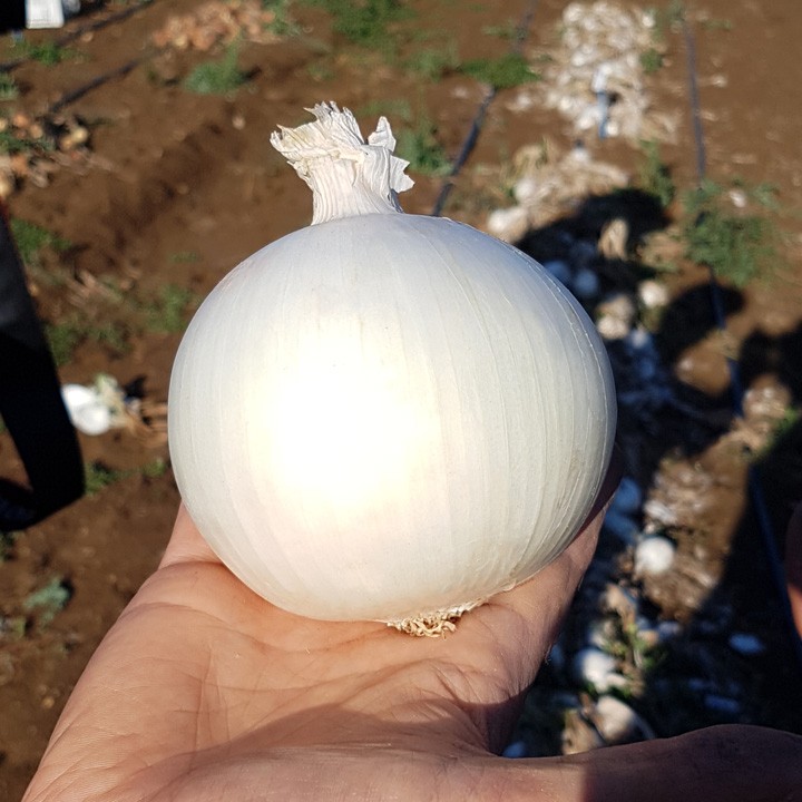 Лук репчатый KS 725 F1