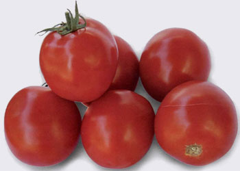 Промышленный томат КS 1140 F1