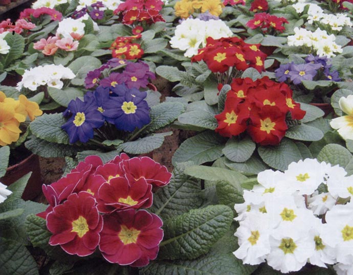 primula