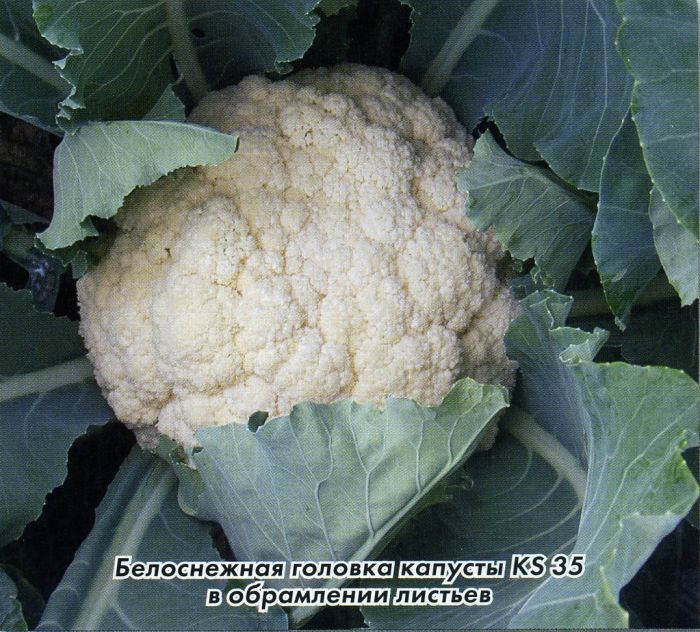 ks 35 f1