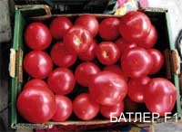 batler f1
