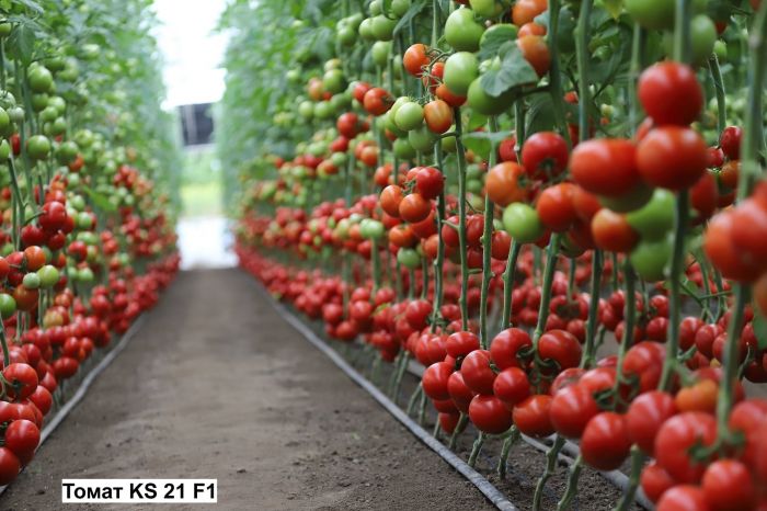 KS 21 F1_