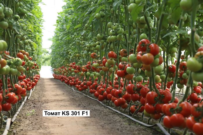 KS 301 F1_