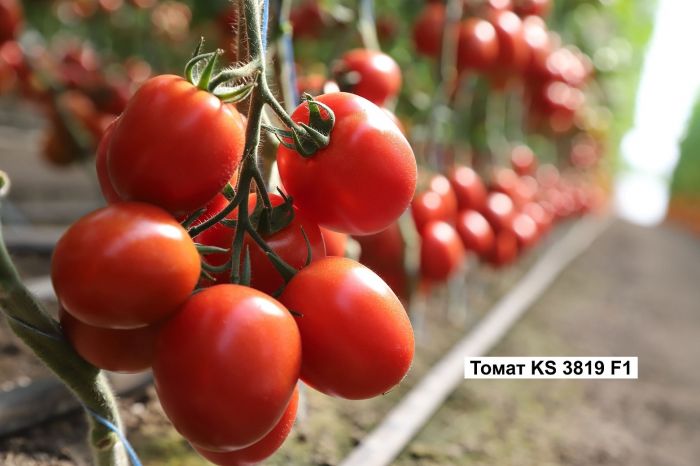 KS 3819 F1