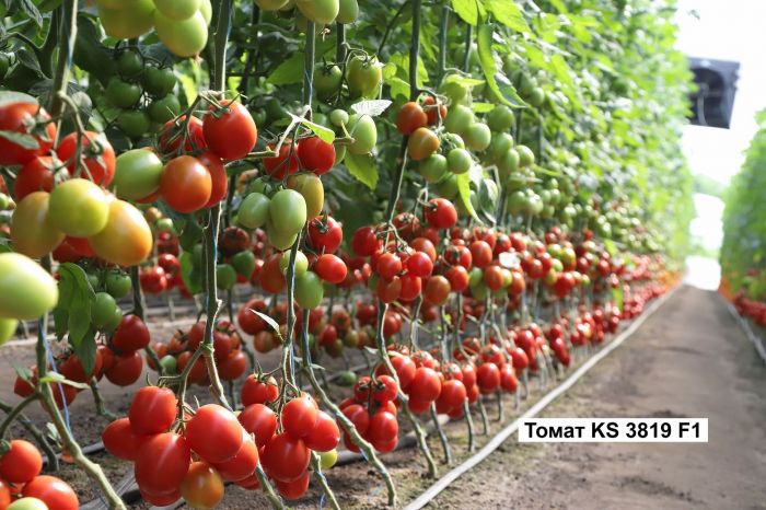 KS 3819 F1_