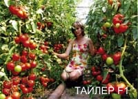 tailer f1_01