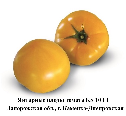 ks 10 f1